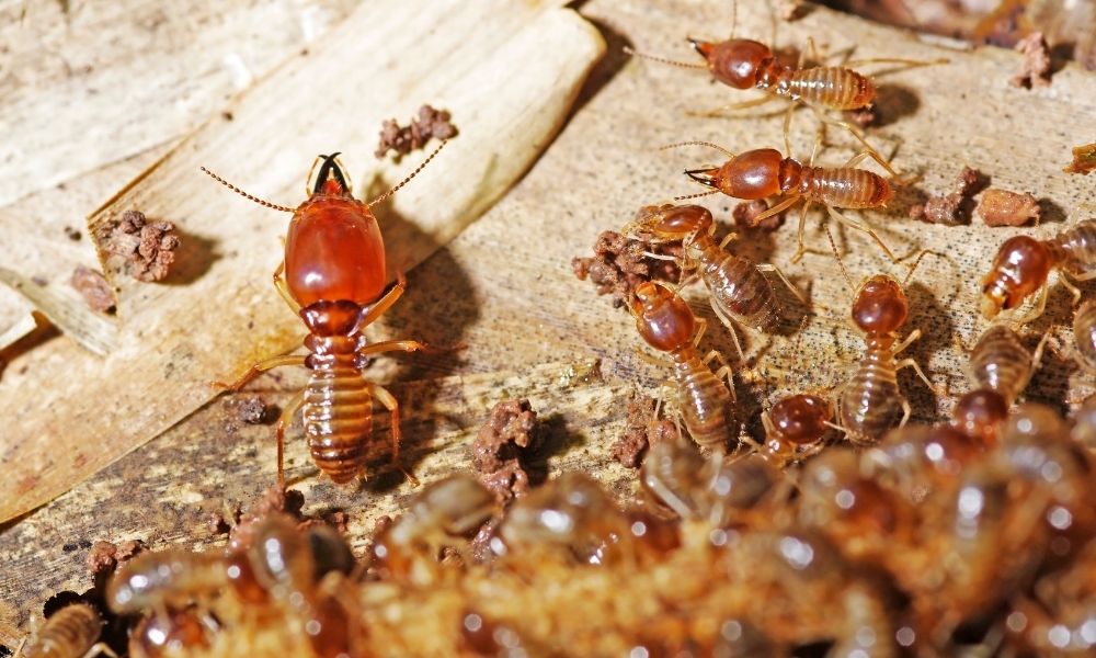 termite closeup