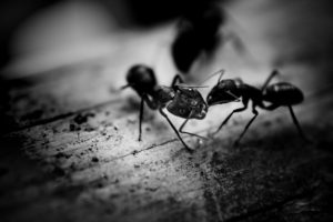 ant closeup