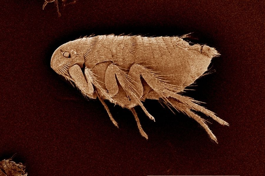 microscopic image of a flea