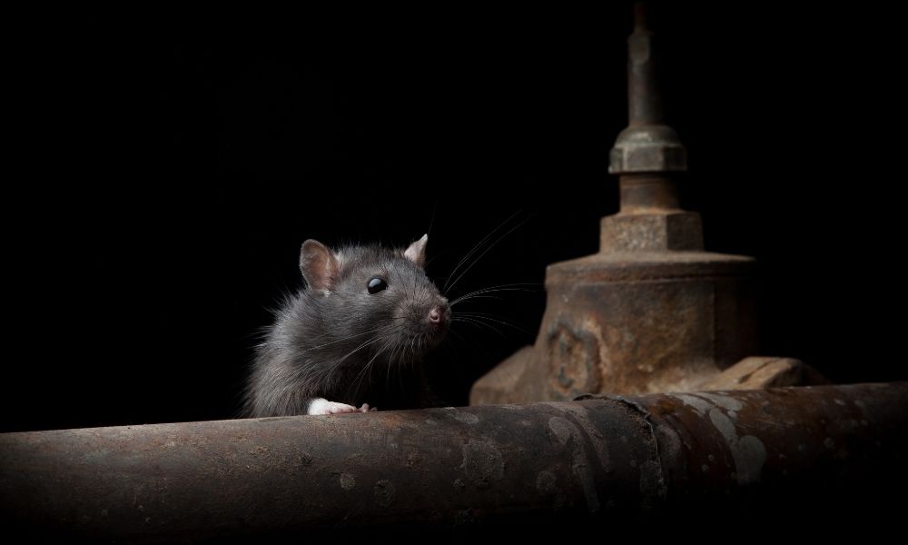 close up of small rat