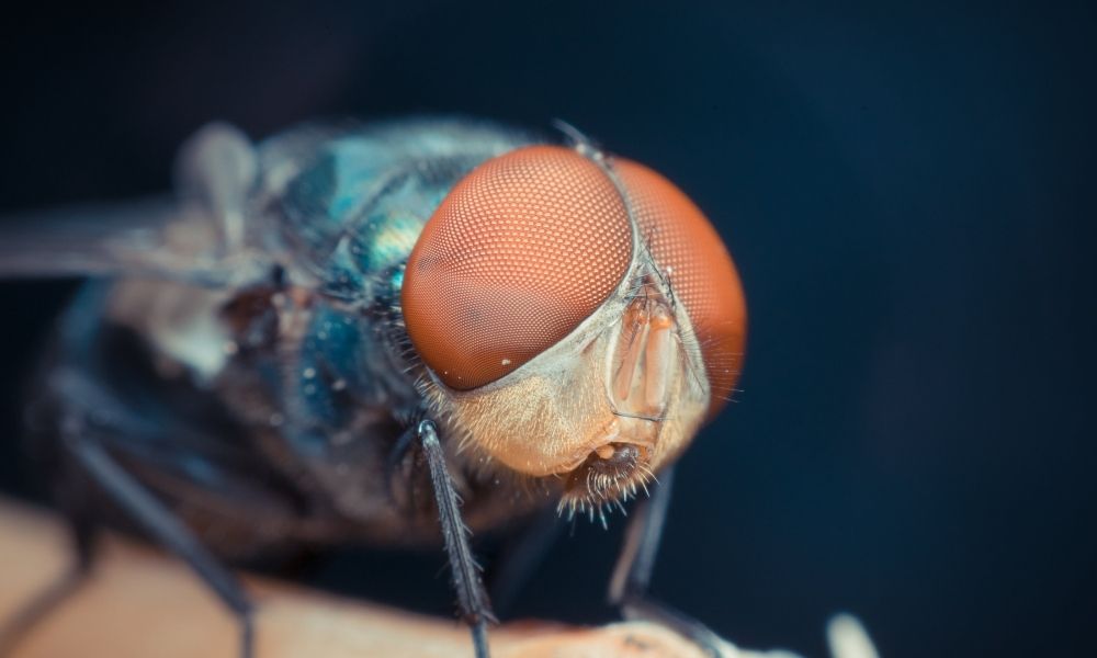 housefly close up image