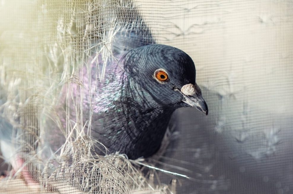 pigeon destroying window screen II cleargate pest control