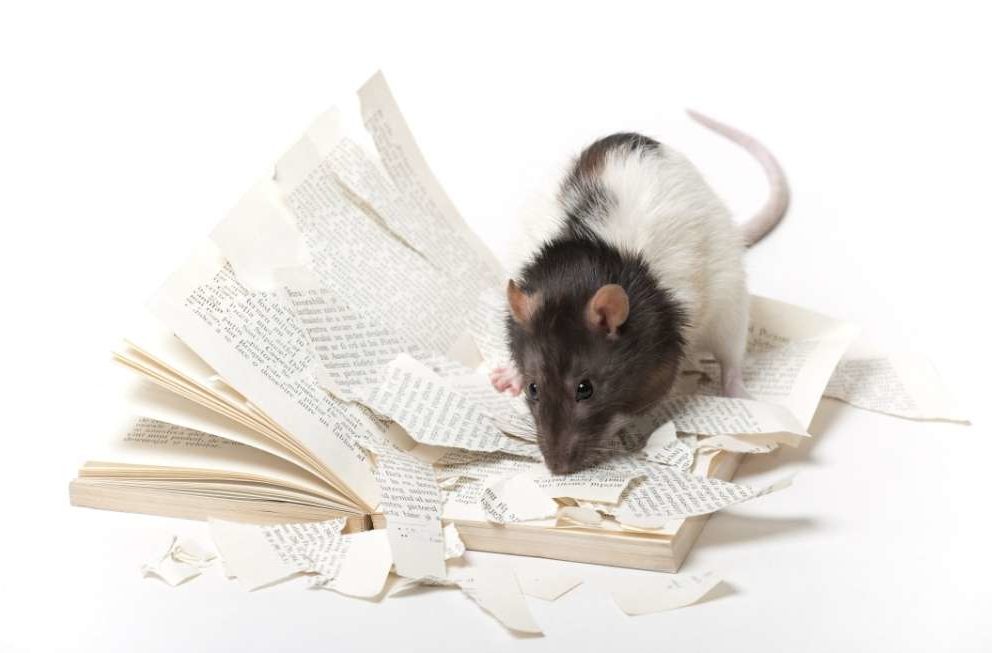 rat destroying book cleargate pest control